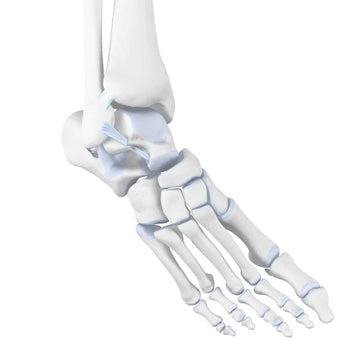 Supination Trauma: Rolling your Ankle