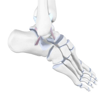 Extension of Ankle Ligaments